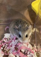 Roborovski hamster Rodents Photos