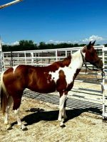 Rocky Mountain Horse Horses for sale in Arlington, VA, USA. price: $5,000