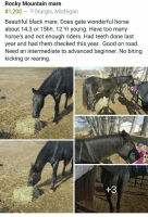 Rocky Mountain Horse Horses Photos