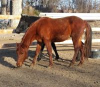 Rocky Mountain Horse Horses for sale in Castle Rock, CO, USA. price: $4,500