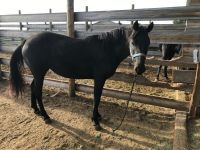 Rocky Mountain Horse Horses for sale in Castle Rock, CO, USA. price: $4,500