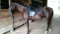 Rocky Mountain Horse Horses for sale in Hazel Green, KY 41332, USA. price: $1,000
