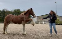 Rocky Mountain Horse Horses for sale in Los Angeles, CA, USA. price: $5,000
