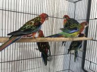 Rosella Birds for sale in National City, CA, USA. price: NA