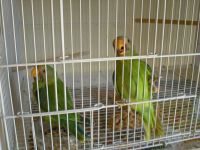Rosella Birds for sale in Hayward, CA, USA. price: $300
