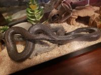 Rosy boa Reptiles for sale in Moscow, ID, USA. price: $600