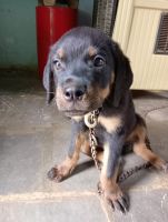 Rottweiler Puppies for sale in Kurnool, Andhra Pradesh, India. price: 10,000 INR