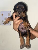 Rottweiler Puppies for sale in Ghaziabad, Uttar Pradesh, India. price: 15,000 INR