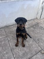 Rottweiler Puppies for sale in Jawahar Nagar, Saibaba Colony, Coimbatore, Tamil Nadu 641011, India. price: 24500 INR