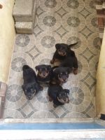 Rottweiler Puppies for sale in Chennai, Tamil Nadu, India. price: 30000 INR