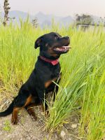 Rottweiler Puppies for sale in Solan, Himachal Pradesh, India. price: 10000 INR
