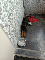 Rottweiler Puppies for sale in Alwal, Secunderabad, Telangana, India. price: 10000 INR