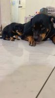 Rottweiler Puppies for sale in Cantonment, Lucknow, Uttar Pradesh, India. price: 15,000 INR