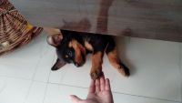Rottweiler Puppies for sale in Ballabhgarh, Faridabad, Haryana 121004, India. price: 8,000 INR