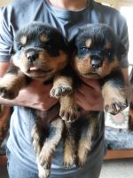 Rottweiler Puppies for sale in Dharwad, Karnataka, India. price: 20,000 INR
