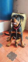 Rottweiler Puppies for sale in Namakkal, Tamil Nadu, India. price: 12 INR