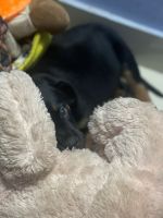 Rottweiler Puppies for sale in Delhi, India. price: 15,000 INR