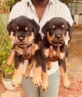 Rottweiler Puppies for sale in Chennai, Tamil Nadu, India. price: 13,500 INR