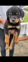 Rottweiler Puppies for sale in Bengaluru, Karnataka, India. price: 14,000 INR