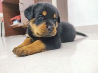 Rottweiler Puppies for sale in Ghaziabad, Uttar Pradesh, India. price: 12,000 INR