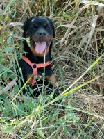 Rottweiler Puppies for sale in Zahirabad, Telangana, India. price: 50,000 INR