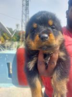 Rottweiler Puppies for sale in RT Nagar, Bengaluru, Karnataka 560032, India. price: 15,000 INR