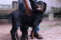 Rottweiler Puppies for sale in Kalkurichi, Tamil Nadu 626104, India. price: 15,000 INR