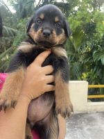 Rottweiler Puppies for sale in Kundapura, Karnataka, India. price: 12,000 INR