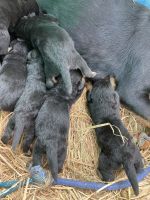 Rottweiler Puppies for sale in Hajipur Industrial Area, Bihar 844102, India. price: 15,000 INR