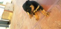 Rottweiler Puppies for sale in Vellore, Tamil Nadu, India. price: 13000 INR