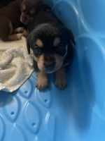 Rottweiler Puppies for sale in Richland, MO 65556, USA. price: $1,000