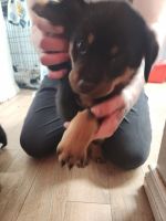 Rottweiler Puppies for sale in Sault Ste. Marie, MI 49783, USA. price: $1,500