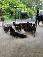 Rottweiler Puppies for sale in Brookneal, VA 24528, USA. price: $500
