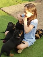 Rottweiler Puppies for sale in State Hwy 20, Mooresville, AL 35649, USA. price: $700