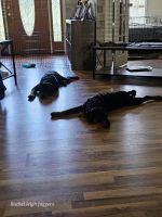 Rottweiler Puppies for sale in Sioux Falls, SD, USA. price: $300