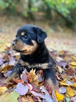 Rottweiler Puppies for sale in Linthicum Heights, MD, USA. price: NA