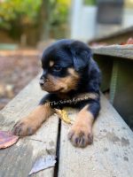Rottweiler Puppies for sale in Linthicum Heights, MD, USA. price: NA