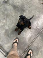 Rottweiler Puppies for sale in Ocala, FL 34475, USA. price: NA