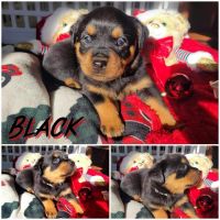 Rottweiler Puppies for sale in Nitro, WV 25143, USA. price: $1,100,000