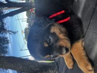 Rottweiler Puppies for sale in Cypress, TX, USA. price: $600