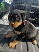 Rottweiler Puppies for sale in Cypress, TX, USA. price: $500