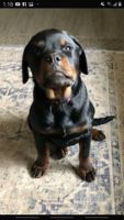 Rottweiler Puppies for sale in Terre Haute, IN, USA. price: $800