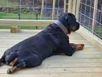 Rottweiler Puppies for sale in Elkins, West Virginia. price: $150,000
