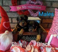 Rottweiler Puppies for sale in Danville, IL 61832, USA. price: $1,200