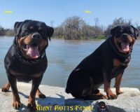Rottweiler Puppies for sale in Sacramento, California. price: $2,500