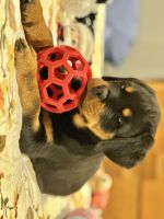 Rottweiler Puppies for sale in Kent, Washington. price: $3,000