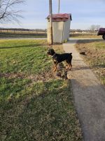 Rottweiler Puppies for sale in Columbus, Indiana. price: $400
