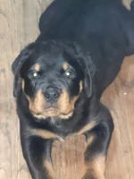 Rottweiler Puppies for sale in Vallejo, California. price: $3,000