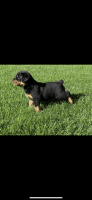 Rottweiler Puppies for sale in Normal, Illinois. price: $1,800