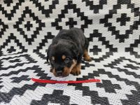 Rottweiler Puppies for sale in Altona North, Victoria. price: $2,000